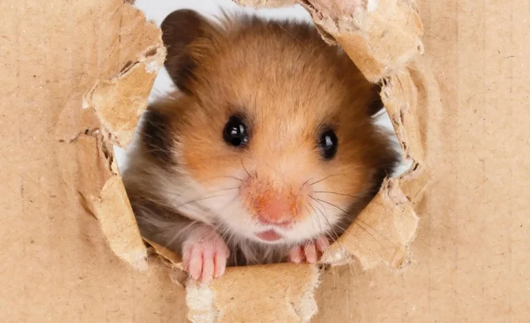 a-hamster-is-peeking-out-of-a-hole-in-a-cardboard-box