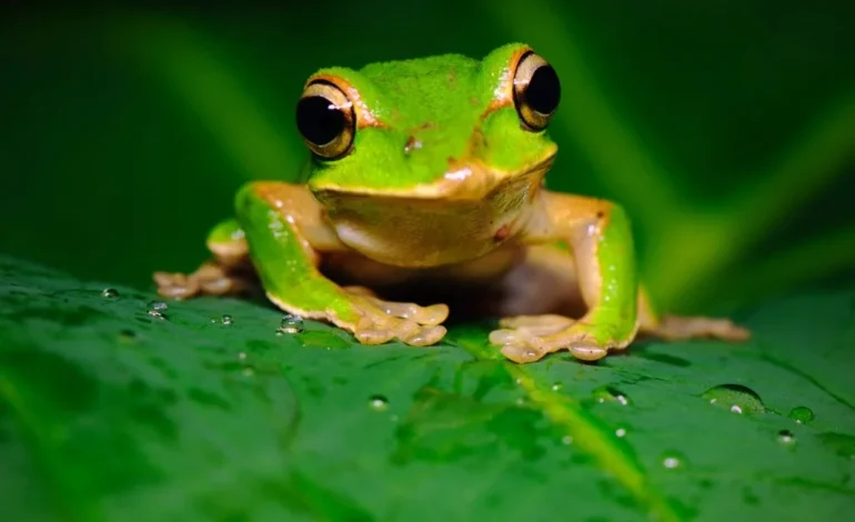 a-small-green-frog-sitting-on-a-leaf