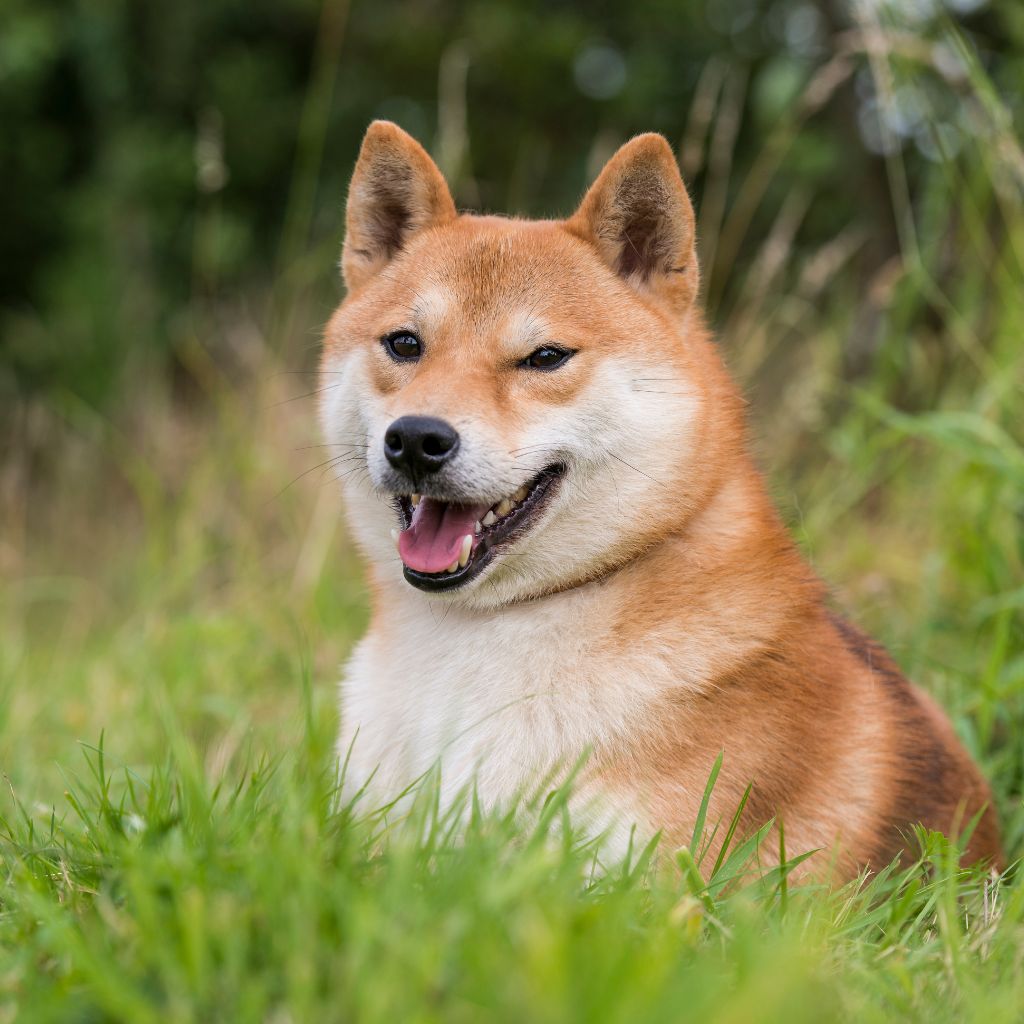 an-shiba-inu-dog-sitting-in-the-grass