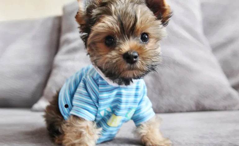 a small dog wearing a blue shirt sitting on a couch